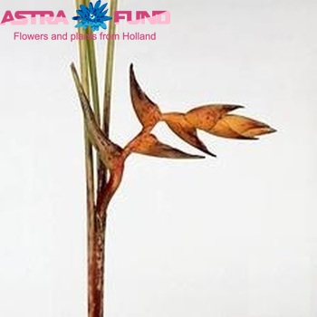 Heliconia champneiana 'Splash' photo