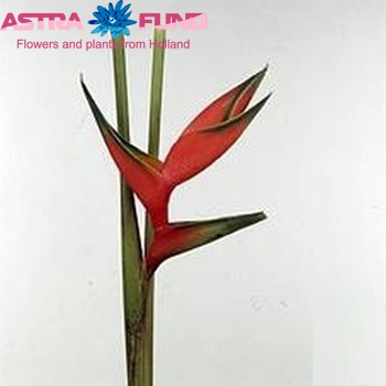 Heliconia 'Flamingo' photo