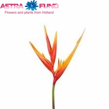 Heliconia 'Golden Torch Adrian' photo