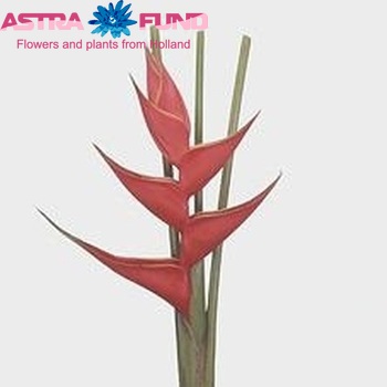 Heliconia 'Iris' fotó