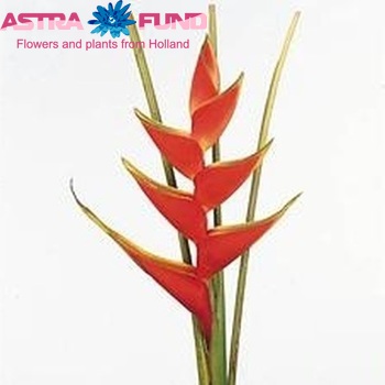 Heliconia 'Lobster' fotó