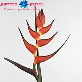Heliconia ortotricha fotó