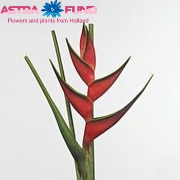Heliconia ortotricha 'Edge of Nite' fotó