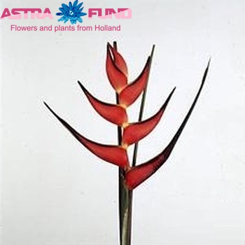 Heliconia ortotricha 'She' fotó