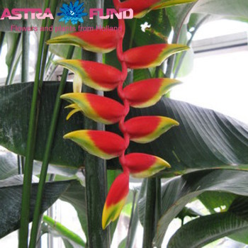 Heliconia pendula fotó