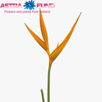 Heliconia psittacorum 'Moonlight' fotó