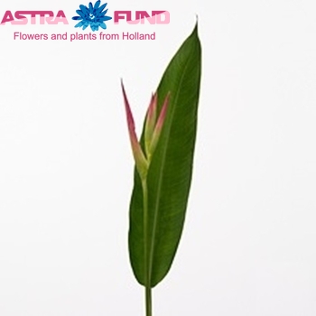 Heliconia psittacorum 'Sassy' fotó