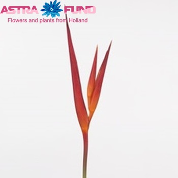 Heliconia psittacorum 'St. Vincent Red' fotografija