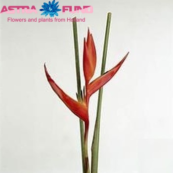 Heliconia 'Red Opal' fotografija