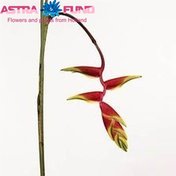 Heliconia rostrata fotografija