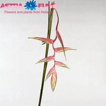 Heliconia rostrata 'Sexy Pink' fotografija