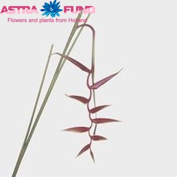 Heliconia rostrata 'Sexy Scarlet' fotografija