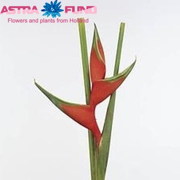 Heliconia stricta fotografija