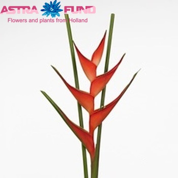 Heliconia stricta 'Tropical' fotografija