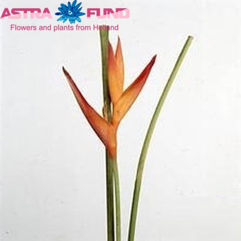 Heliconia 'Tropic Exotic' fotografija