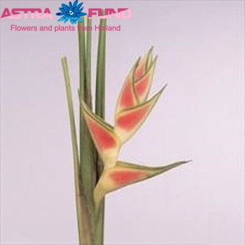 Heliconia wagneriana fotografija