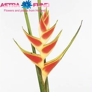 Heliconia wagneriana 'Chubby' foto