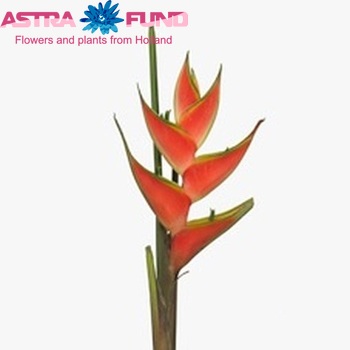 Heliconia wagneriana 'Red Jewel' foto