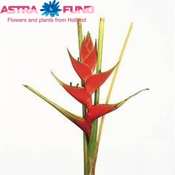 Heliconia wagneriana 'Tropicol Deep Red' foto