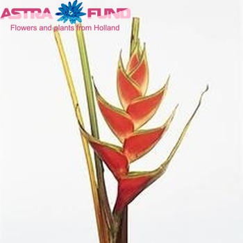 Heliconia wagneriana 'Tropicol Red' foto