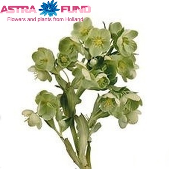 Helleborus argutifolius photo