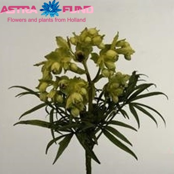 Helleborus foetidus photo