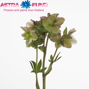 Helleborus Micha Pink Beauty photo