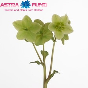 Helleborus 'Moonshine' photo