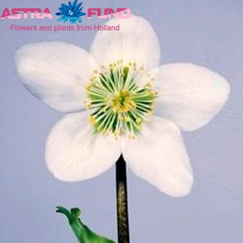 Helleborus niger photo
