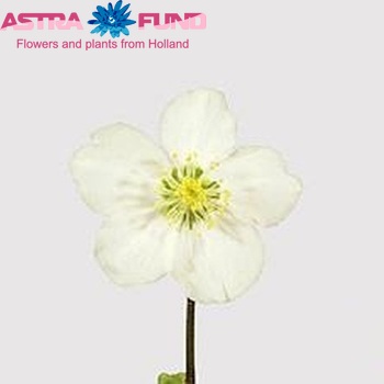 Helleborus niger 'Buis Beauty' photo