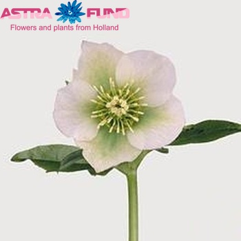 Helleborus niger 'Christmas Glory' photo