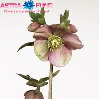 Helleborus orientalis photo
