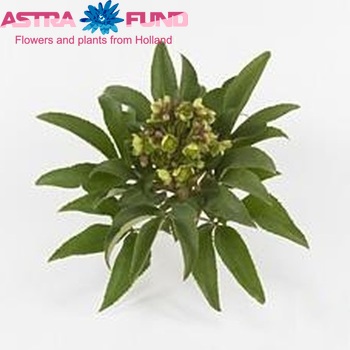 Helleborus x sternii fotografija