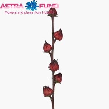 Hibiscus trionum rood photo
