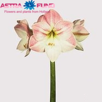 Hipp 'Apple Blossom' photo