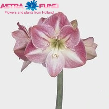 Hipp 'Pink Blossom' fotografie