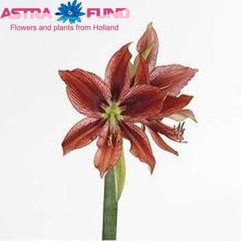 Hippeastrum Butterfly Grp 'Hawaii' foto