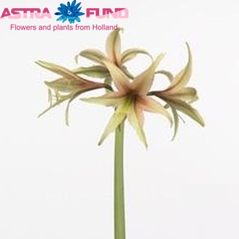 Hippeastrum Butterfly Grp 'Melfi' foto