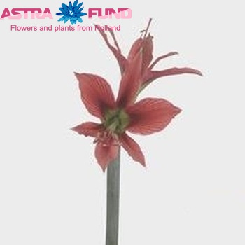 Hippeastrum Butterfly Grp 'Severina' foto
