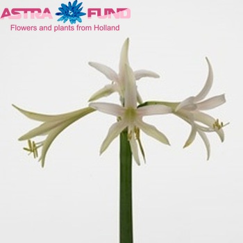 Hippeastrum Colibri  Grp 'Torrone' fotografie