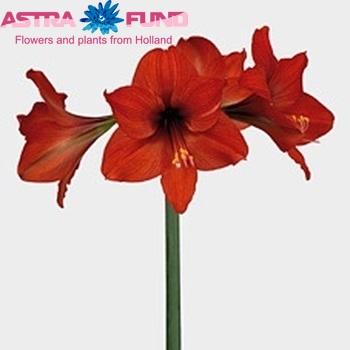 Hippeastrum Colibri Grp 'Pygmee' foto