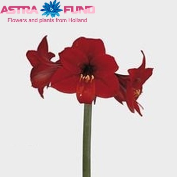Hippeastrum Colibri Grp 'Rapido' fotografie