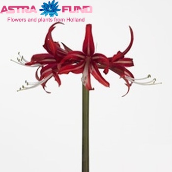 Hippeastrum Cybister Grp 'Cyberspace' fotografie