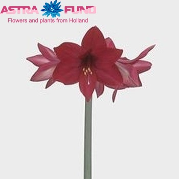 Hippeastrum Diamond Grp 'Amarena' fotografie