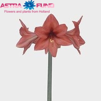 Hippeastrum Diamond Grp 'Babyface' fotografie
