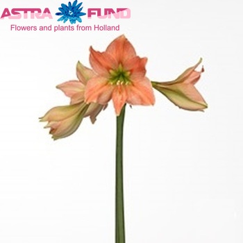 Hippeastrum Diamond Grp 'Caramel' fotografie