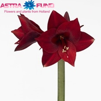 Hippeastrum Diamond Grp 'China Town' fotografie