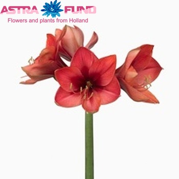 Hippeastrum Diamond Grp 'Chou Chou' fotografie