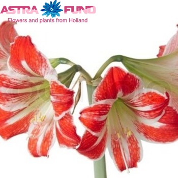 Hippeastrum Diamond Grp 'Confetti' fotografie