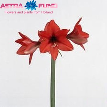 Hippeastrum Diamond Grp 'Orangina' fotografie